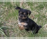 Small #1 Yorkshire Terrier