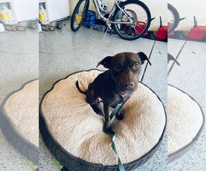 Nallah - Female American Staffordshire Terrier-Labrador Retriever Mix Dog for Adoption - Photo #2