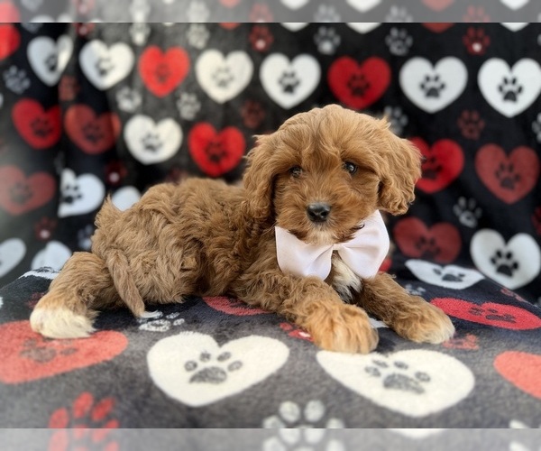 Medium Photo #1 Cavapoo (Miniature) Puppy For Sale in LAKELAND, FL, USA