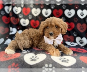 Cavapoo (Miniature) Puppy for sale in LAKELAND, FL, USA