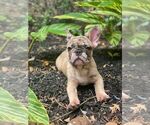 Small Photo #2 French Bulldog Puppy For Sale in RICHMOND, TX, USA