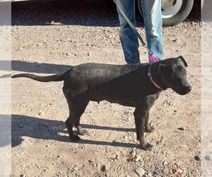 Mutt Dogs for adoption in Golden Valley, AZ, USA