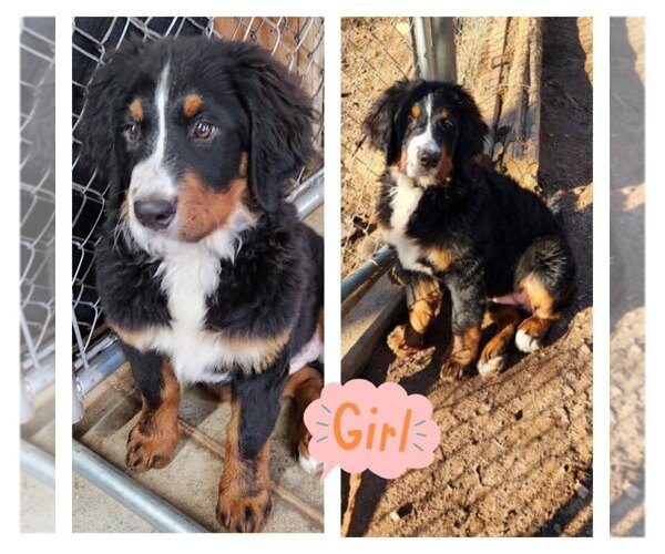 Medium Photo #1 Bernese Mountain Dog Puppy For Sale in TAYLORSVILLE, NC, USA