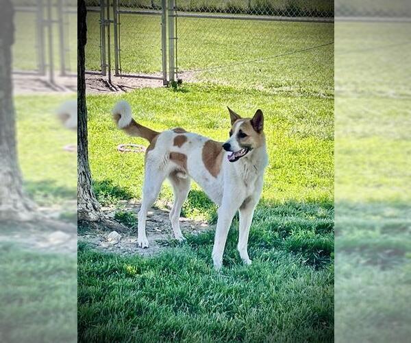 Medium Photo #4 Anatolian Shepherd-Unknown Mix Puppy For Sale in Lee's Summit, MO, USA