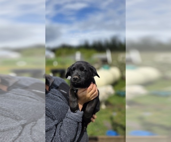 Medium Photo #1 Golden Shepherd Puppy For Sale in FERNDALE, WA, USA