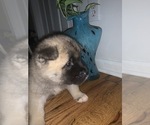 Small Photo #10 Akita Puppy For Sale in UNION CITY, GA, USA