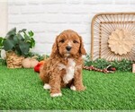 Small #1 Cavapoo