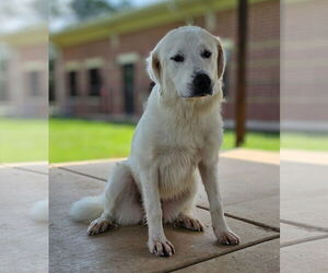 Great Pyrenees Dogs for adoption in Grovetown, GA, USA