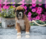 Small #2 Boxer