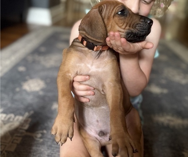 Medium Photo #20 Rhodesian Ridgeback Puppy For Sale in GARRETSON, SD, USA