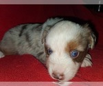 Small Photo #2 Miniature Australian Shepherd Puppy For Sale in ARLINGTON, TX, USA