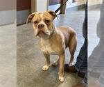 Small American Bulldog Mix