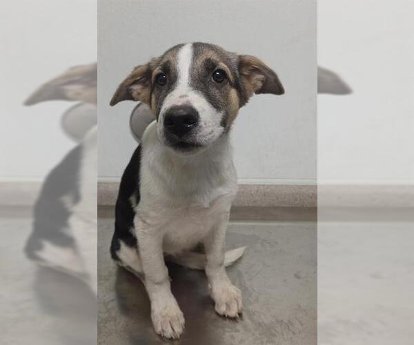 Medium Photo #1 German Shepherd Dog-Unknown Mix Puppy For Sale in Bakersfield, CA, USA