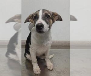 German Shepherd Dog-Unknown Mix Dogs for adoption in Bakersfield, CA, USA