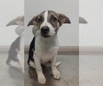 Small German Shepherd Dog Mix