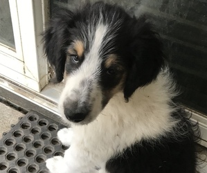 Cadoodle Puppy for sale in MILLINGTON, MI, USA