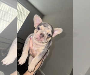 French Bulldog Puppy for sale in THORNTON, CO, USA