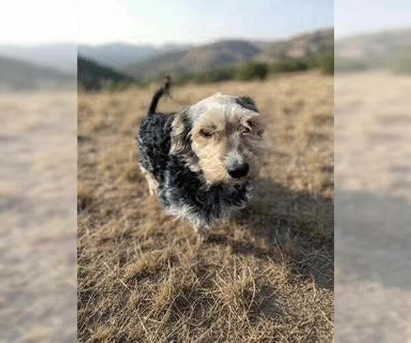 Medium Photo #2 Mutt Puppy For Sale in Aurora, CO, USA