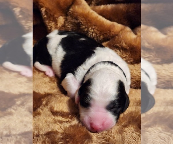 Medium Photo #45 Sheepadoodle Puppy For Sale in LEHI, UT, USA