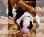 Small #4 Sheepadoodle