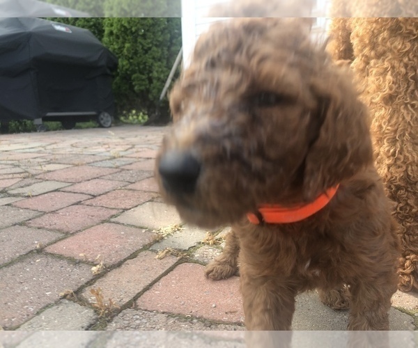Medium Photo #7 Poodle (Standard) Puppy For Sale in VICTOR, NY, USA