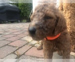 Small Photo #7 Poodle (Standard) Puppy For Sale in VICTOR, NY, USA