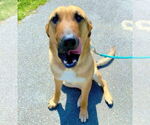 Small #10 German Shepherd Dog Mix