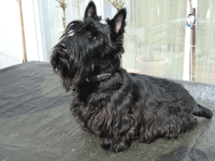 Mother of the Scottish Terrier puppies born on 11/28/2016