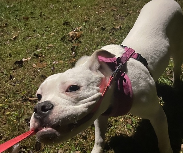 Medium Photo #8 American Bulldog Puppy For Sale in WAPWALLOPEN, PA, USA