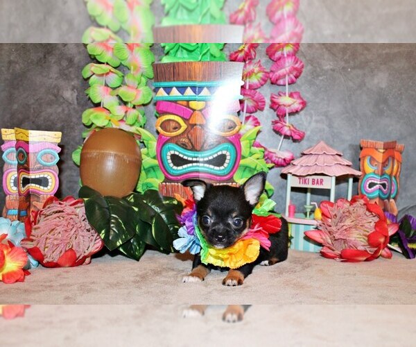 Medium Photo #20 Chihuahua Puppy For Sale in CHARLESTON, AR, USA