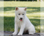 Small #3 Samoyed-Siberian Husky Mix