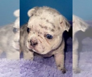 French Bulldog Puppy for sale in SANDY HOOK, KY, USA