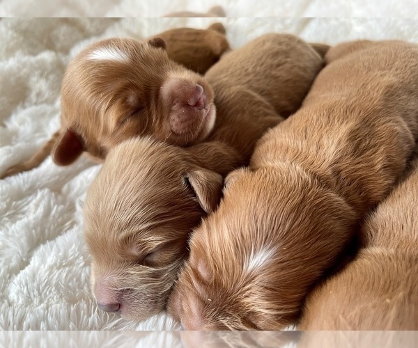 Medium Photo #6 Goldendoodle (Miniature) Puppy For Sale in RANDOLPH, WI, USA