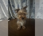 Small #1 Yorkshire Terrier