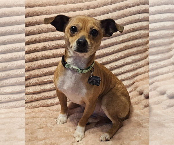 Medium Photo #3 Chihuahua-Unknown Mix Puppy For Sale in Oakhurst, NJ, USA