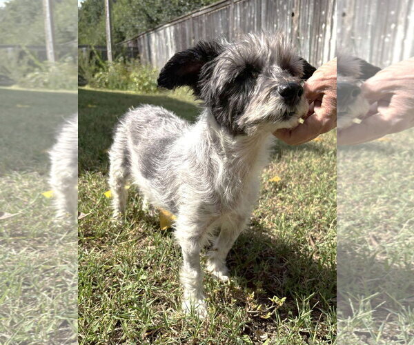 Medium Photo #19 Mutt Puppy For Sale in Boonton, NJ, USA
