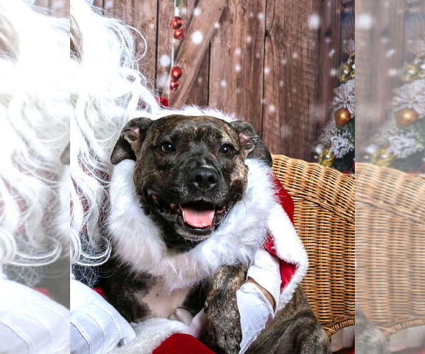 Medium Photo #1 Mutt Puppy For Sale in Rockville, MD, USA