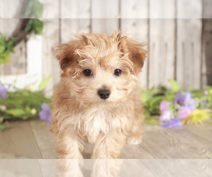 Yo-Chon Puppy for sale in MOUNT VERNON, OH, USA