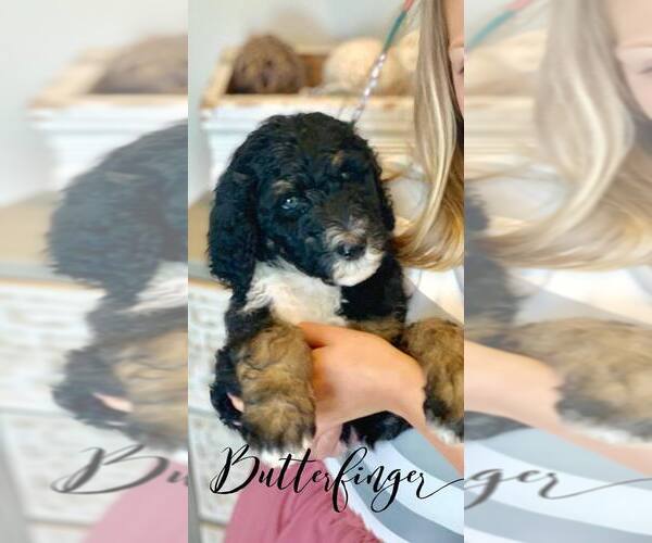 Medium Photo #8 Bernedoodle Puppy For Sale in BENTON, KY, USA