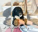 Small Photo #8 Bernedoodle Puppy For Sale in BENTON, KY, USA