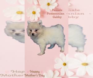 Pomeranian Puppy for sale in AZLE, TX, USA