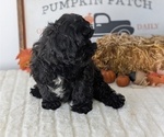 Small Photo #71 ShihPoo Puppy For Sale in GOSHEN, IN, USA