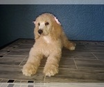 Small Photo #3 Poodle (Standard) Puppy For Sale in TAMPA, FL, USA
