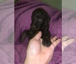 Small Photo #18 Poodle (Standard) Puppy For Sale in LEXINGTON, SC, USA