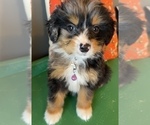 Small Photo #10 Bernedoodle (Miniature) Puppy For Sale in LAWRENCE, MI, USA