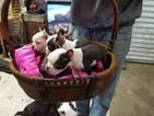 Small Photo #6 Boston Terrier Puppy For Sale in SYLVANIA, GA, USA