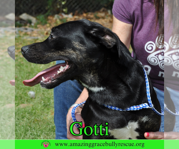 Medium Photo #2 Rottweiler-American Pit Bull Terrier Puppy For Sale in Pensacola, FL, USA
