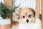 Small Photo #2 Papichon Puppy For Sale in NAPLES, FL, USA