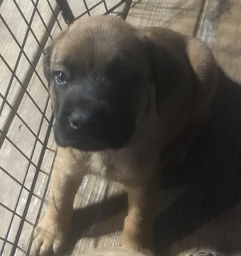 Medium Photo #10 Mastiff Puppy For Sale in COPPERAS COVE, TX, USA