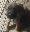 Small Photo #10 Mastiff Puppy For Sale in COPPERAS COVE, TX, USA